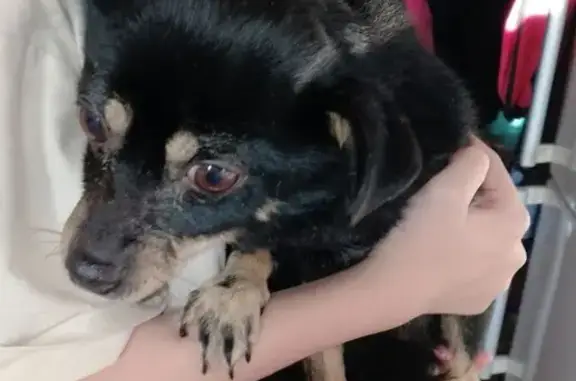 Пропала собака, автовокзал, Тобольск 44