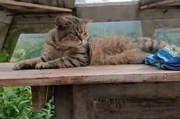 Пропала кошка, Летняя ул., Калининград