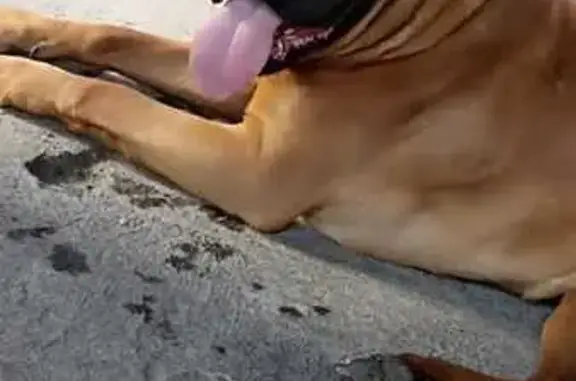 Собаки потеряшки, Владикавказ, фото: Потеряшка собака Али, Владикавказ