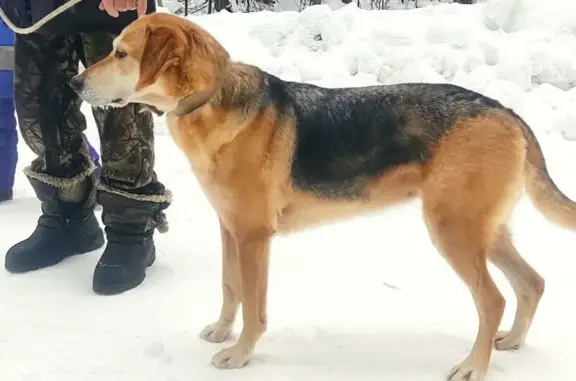 Пропала собака в Кузнецовском поселении
