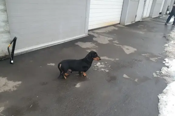Найдена собака, Таганрог, фото: Найдена черная такса, Мариупольское ш. 48к1