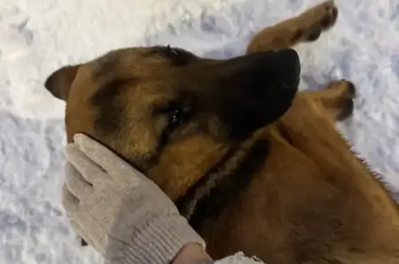 Найдена собака, Липецк, фото: Найдена овчарка, ул. Скороходова 19, Липецк