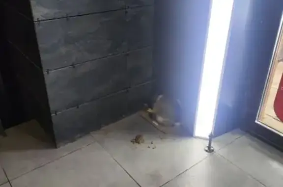 Найдена кошка, Краснодар, фото: Кошка найдена: ул. В. Гассия 4/7 к2, Краснодар