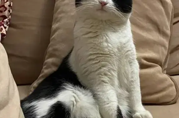 Пропала кошка, ул. Мичурина, Краснодарский край