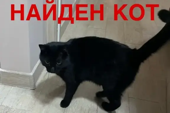 Найдена кошка, Ставрополь, фото: Найдена кошка, ул. Тухачевского 21/3