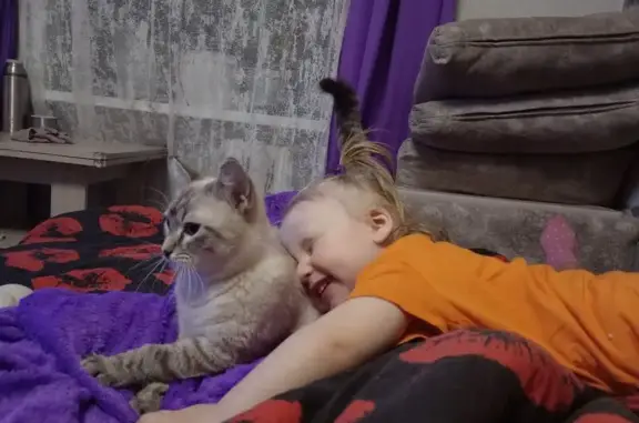 Кошки потеряшки, Вологда, фото: Потеряшка сиамская кошка, Вологда, Сов. пр. 133