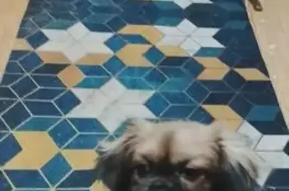 Пропала собака, Оленегорск, Мурманск