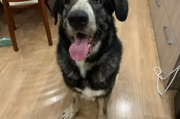 Найдена собака, Санкт-Петербург, фото: Найдена собака, ул. Добровольцев, 32