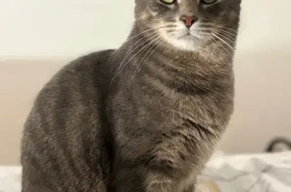 Пропала кошка, ул. Русинова, 6, Гатчина