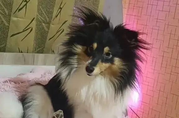 Пропала собака у 70-летия Победы, 29