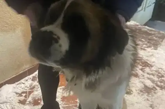 Найдена собака, Воскресенка, фото: Щенок сенбернара, Самарское шоссе, Воскресенка