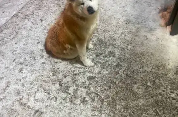 Найдена собака, Субботина, фото: Светло-бежевый пес найден: Союзная, 21