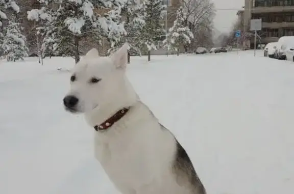 Пропала собака, Красноярск