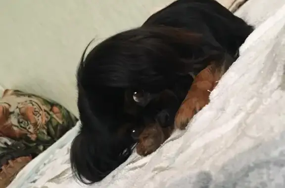 Собаки потеряшки, Тихорецк, фото: Потеряшка собака, Тихорецк, ул. Колхозная