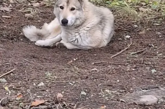 Найдена собака, Чехов-2, фото: Собака найдена, Лесная ул. 33, Чехов-2
