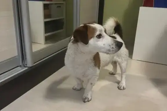 Найдена собака, Русавкино-Романово, фото: Найдена собака, Дорожная ул., Русавкино