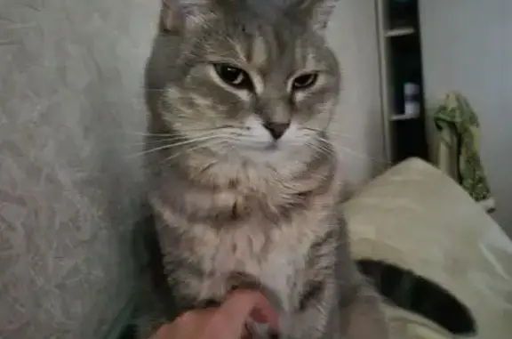 Пропала кошка, ул. Лузана 41/1, Краснодар