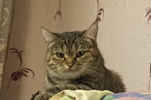 Пропала кошка, Барсуки, Микрорайон 5