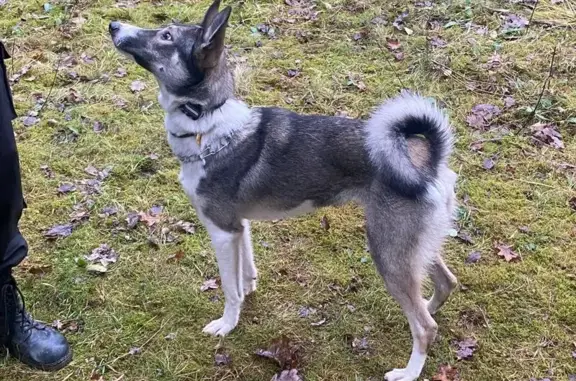 Пропала собака, Санаторная ул., Алабино