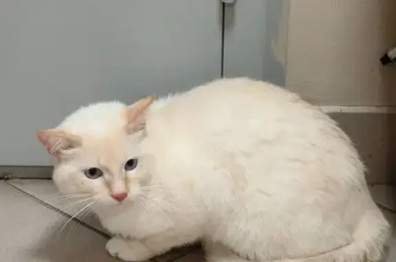 Найдена кошка, Екатеринбург, фото: Кошка найдена у Белинского 180, Екатеринбург