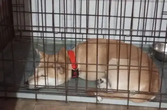 Пропала собака, 1-й Луговой пер., 36, Тобольск