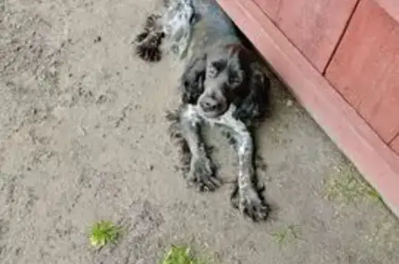 Пропала собака, Центральная ул. 76, Б. Рига