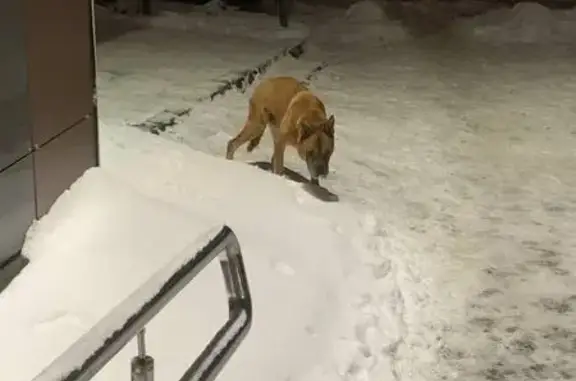 Найдена собака, Ярославль, фото: Собака найдена: Московский пр., 112А