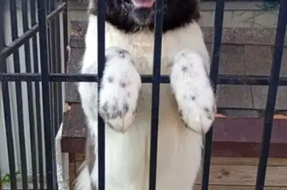 Пропала собака, Садовая 20, Московское