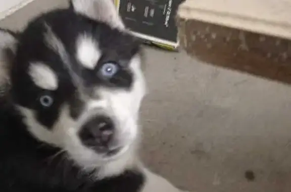 Пропала собака, Восходящая ул., Белокуриха