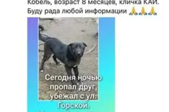 Пропала собака в Плеханово, Тула