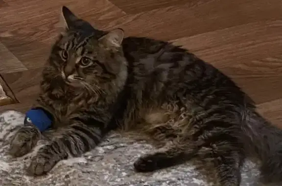 Найдена кошка, Москва, фото: Найдена кошка, Новгородская ул. 31, Москва