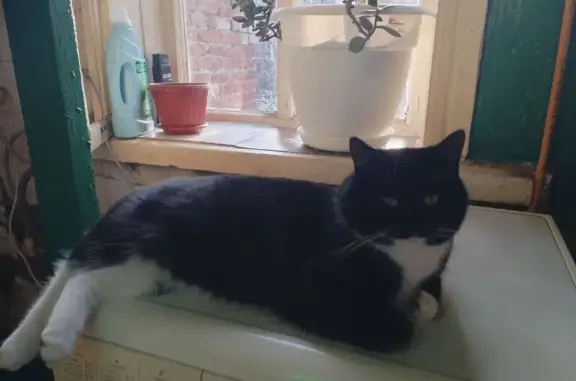 Пропала кошка, Саратов, ул. 2-я Поперечная 168