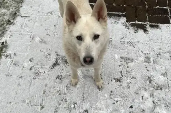 Найдена собака, Детчино, фото: Собака найдена: Придорожная ул., 33, Детчино