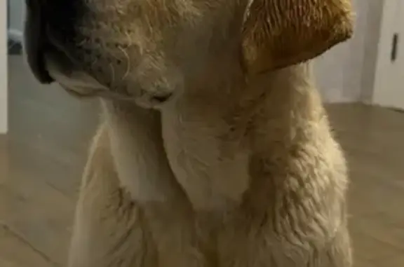 Пропала собака, Просторная ул. 33