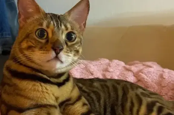 Кошки потеряшки, Санкт-Петербург, фото: Потеряшка бенгальская кошка, ул. Бабушкина