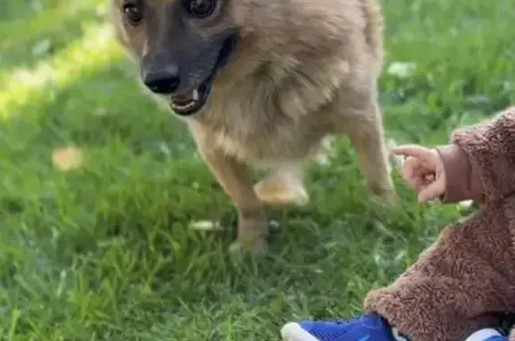 Пропала собака, ул. Стрельца, 118, Волгоград