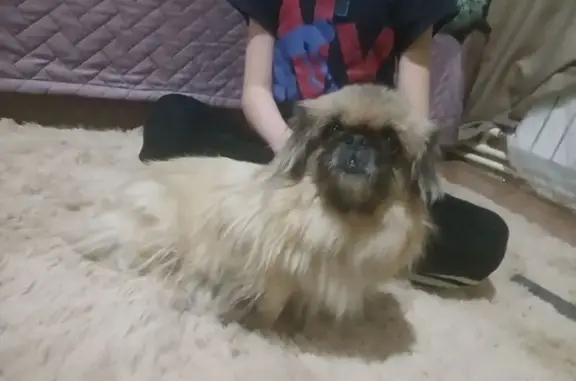 Найдена собака, Волгоград, фото: Собака найдена: ул. 7-й Гвард. Дивизии, Волгоград