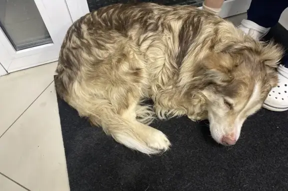 Найдена собака, Нижний Новгород, фото: Собака найдена: пл. Минина, Н. Новгород