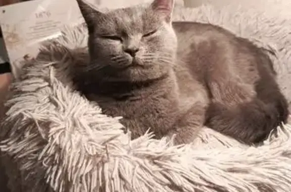 Найдена кошка, Ростов-на-Дону, фото: Кошка найдена: Коммунистический пр., Ростов-на-Дону