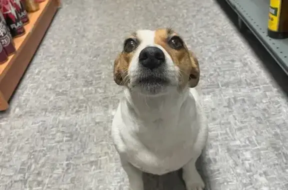 Найдена собака, Сертоловское, фото: Найдена собака, Александровское шоссе, 40А