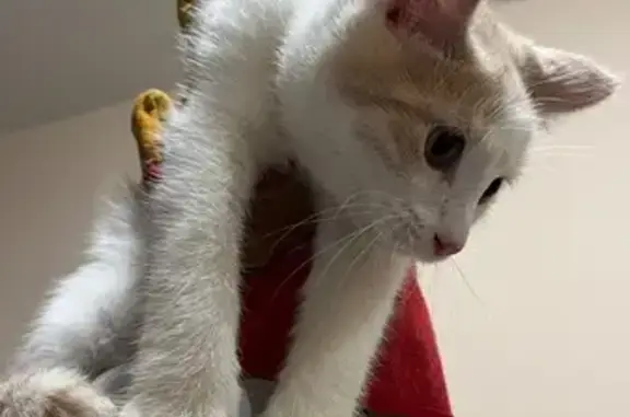 Найдена кошка, Чебоксары, фото: Котенок найден на пр. Г. Айги, Чебоксары