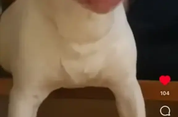 Собаки потеряшки, Псков, фото: Потеряшка собака, Сосновая ул., Псков