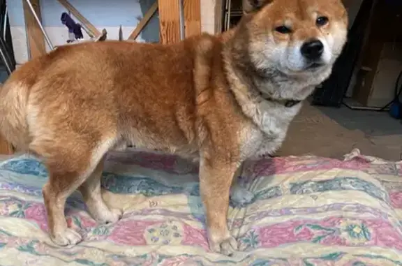 Найдена собака, Волгоград, фото: Собака найдена: Лавровая ул., 13А, Волгоград