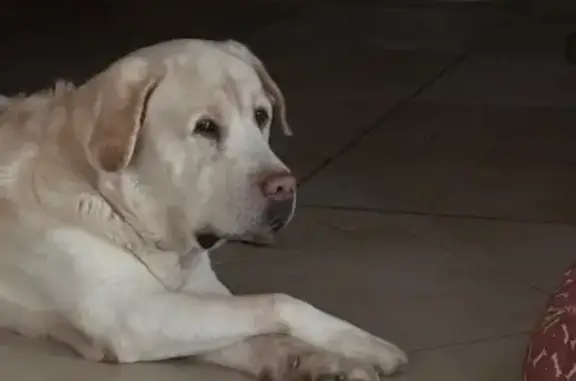 Объявления о пропавших и найденных животных, Печерск, фото: Пропала собака: Минский пер., Печерск