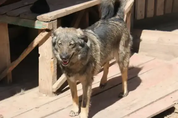 Пропала собака Соня, Молодёжная 7, Рождествено