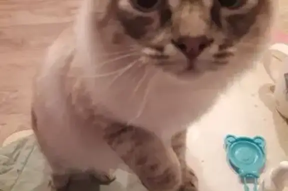 Пропала кошка, ул. Машиностроителей, Златоуст