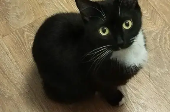 Пропала кошка, ул. Руднева, 66, Тула