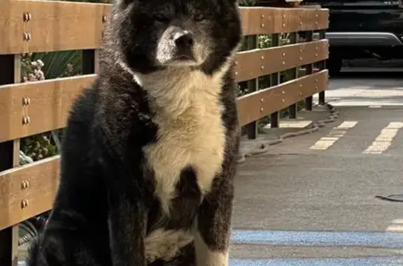 Пропала акита-ину, Интернациональная 58, Ессентуки