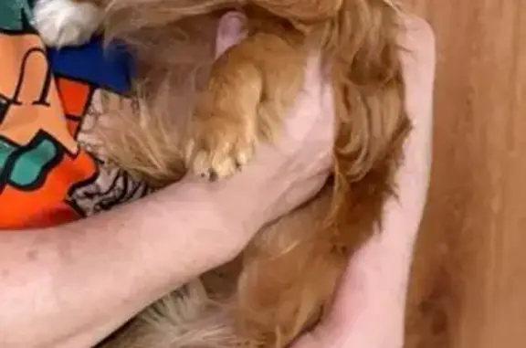 Пропала собака, Берёзовый пер., 24/1