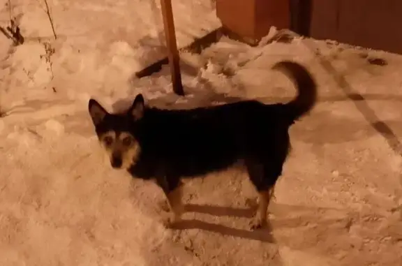 Найдена собака, Ярославль, фото: Собака найдена на Пашуковской, 9, Ярославль